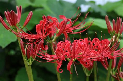 紅蓮華 彼岸花|蓮華の花とは？その特徴や花言葉を紹介！開花時期や。